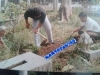 Rahmat generasi ke-6 Ki Singapatra mengunjungi makam Kebumen, pada kurun 1980-an
