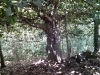 Pohon Mlinjo tua disekitar situs pertabatan Harya Baribin Suratrunan - Alian, Kebumen