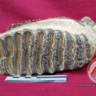 Fosil Gigi Gajah Purba DAS Lukula